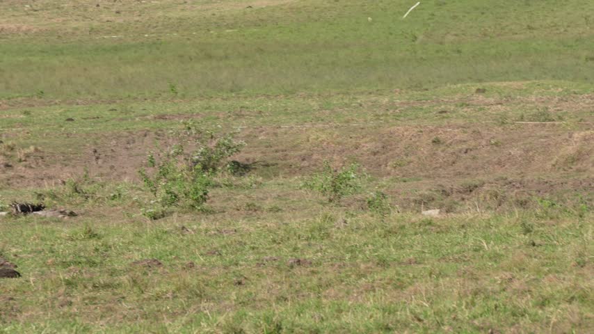 Endangered wild Javan banteng bull and deer grazing together on open grassland inside wildlife sanctuary.