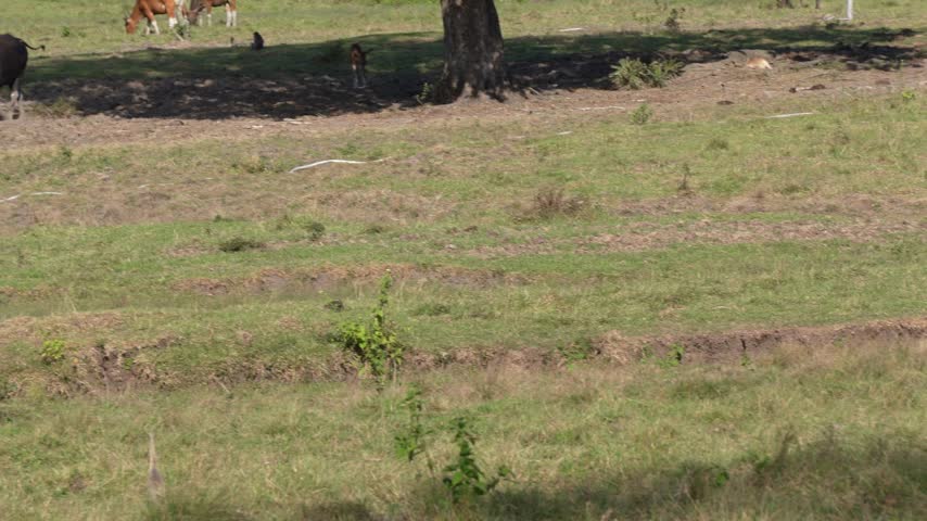 Endangered wild Javan banteng bull and deer grazing together on open grassland inside wildlife sanctuary.