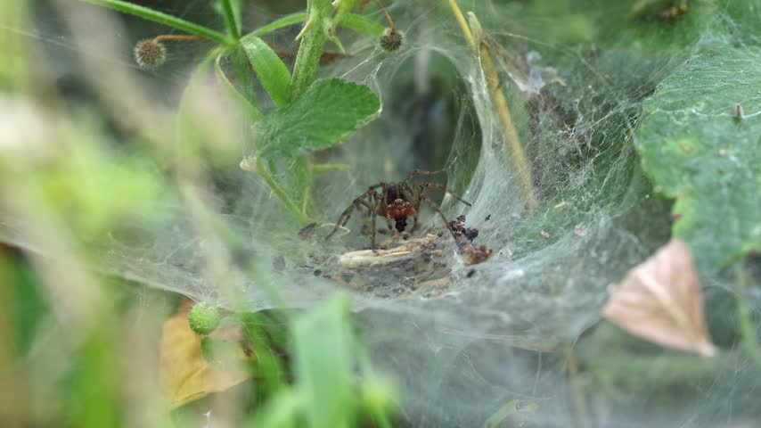 Macro Shot of a Funnel Weaver Spider in its web, Foxearth Meadows, UK