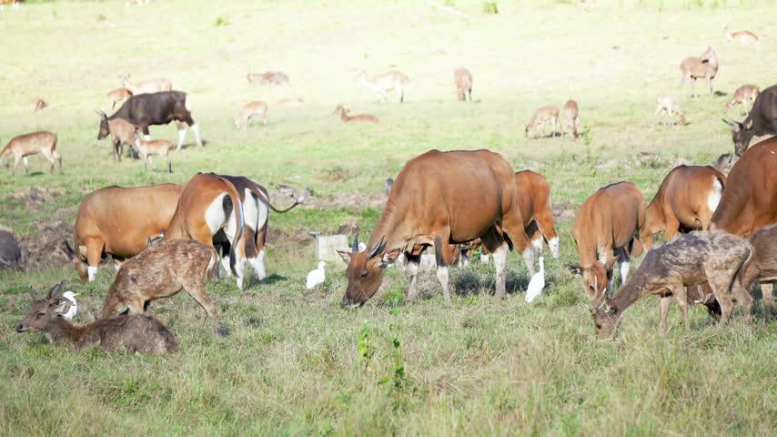 Herd of wild Javan banteng cattle and deer grazing on lush green grass in open savanna sanctuary.