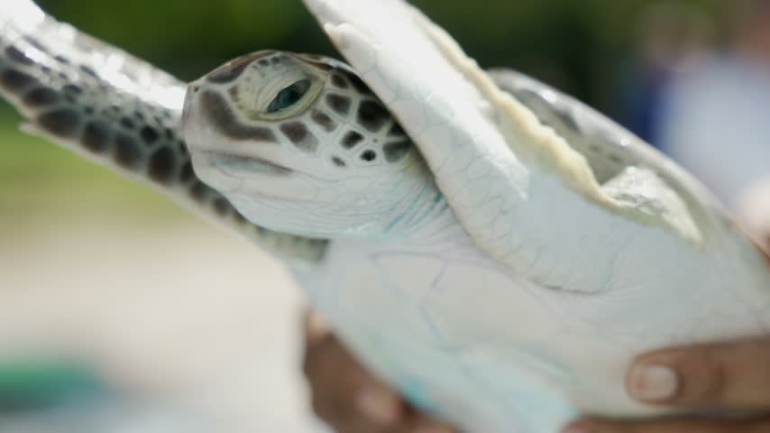 Juvenile baby green sea turtle marine turtle species held up for examination