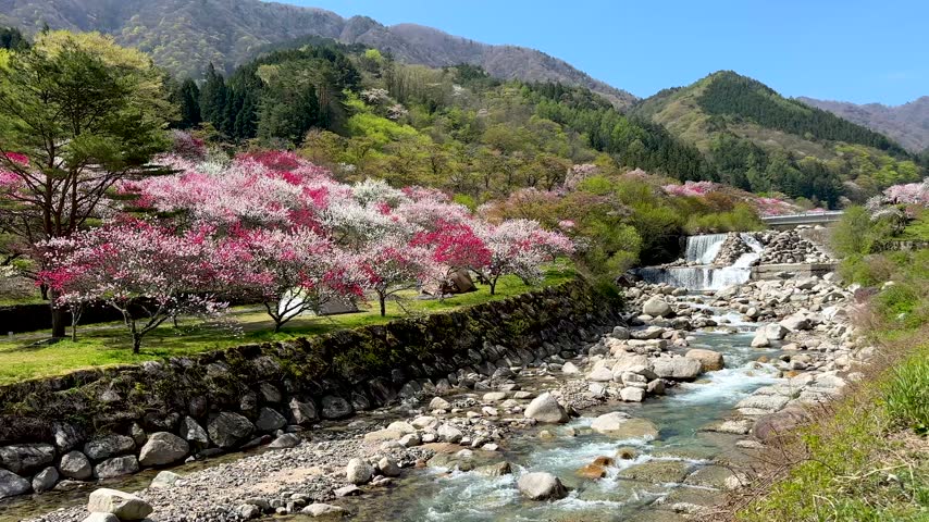 Scenic view of river stream and blooming cherry blossom trees in Japan spring landscape