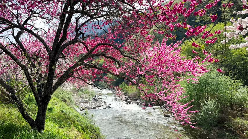 Vibrant pink cherry blossom trees in full bloom along a mountain stream in Japan