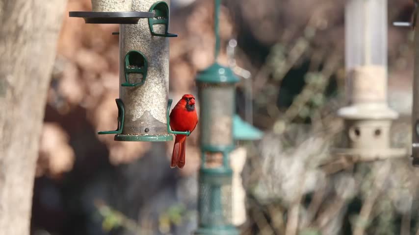 Red bird perches on feeder, vibrant against muted backdrop. Feeder hangs among others, each with different design. Natural light enhances color, creates peaceful garden scene