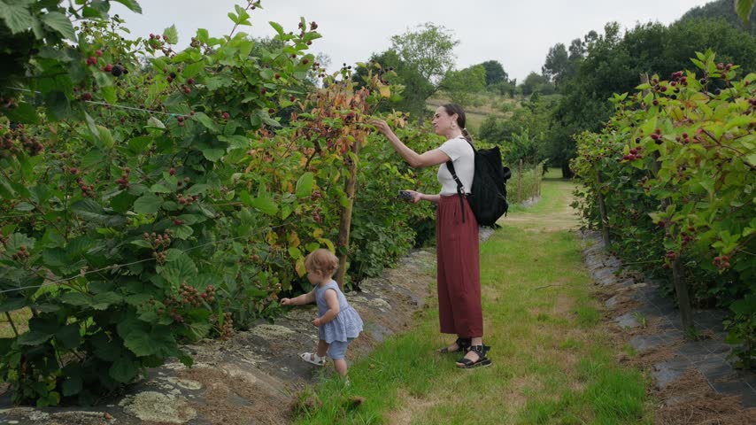 A mother and her toddler daughter pick fresh blackberries together in a sunny orchard.