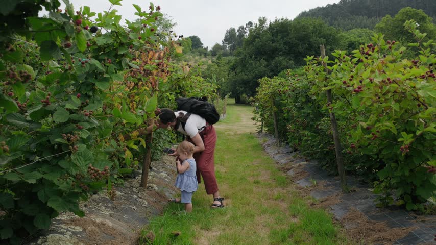 Mother and toddler daughter picking fresh blackberries together in a farm orchard.