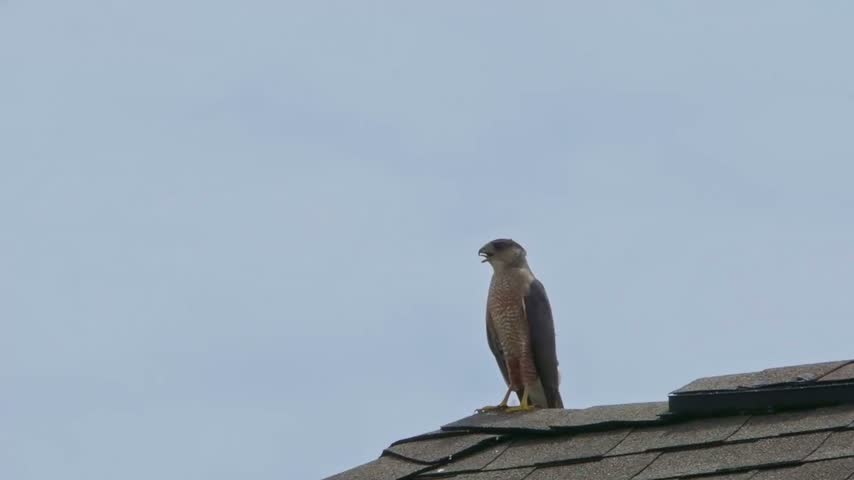 Dark gray hawk perches atop a roof. Pale sky frames the bird