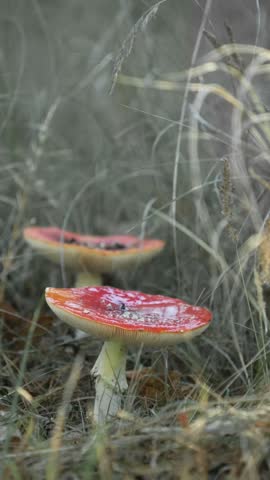 Two bright red fly agaric mushrooms with white spots stand among dry golden grass in an autumn meadow, their caps gently swaying in a light breeze