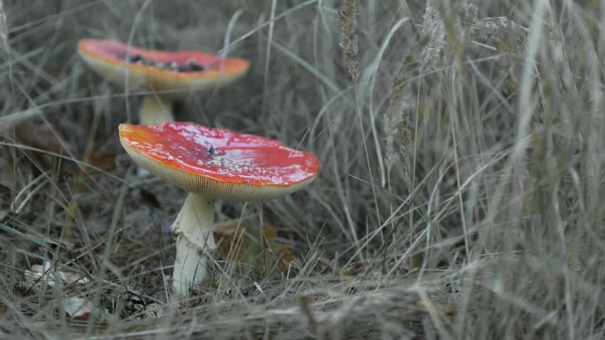 Pair of vivid red fly agaric mushrooms with white spots standing tall among dry autumn grass in a quiet meadow
