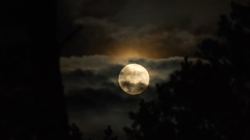 A bright full moon glows softly through drifting night clouds above the dark silhouettes of pine trees, creating a calm, mysterious atmosphere.