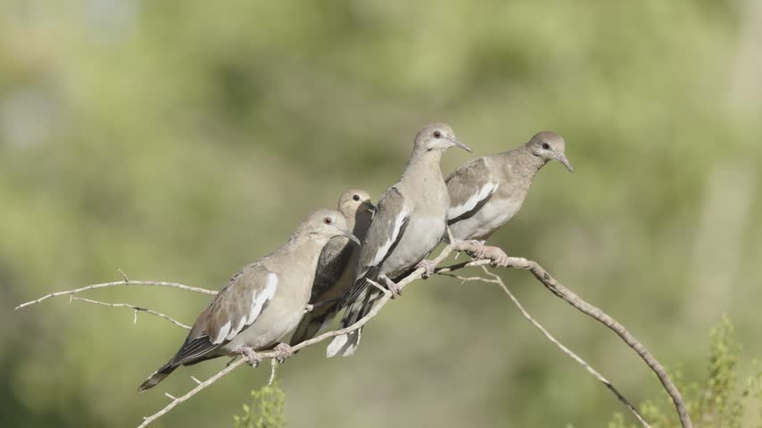 Some White-Winged Doves and Mourning Doves perch on a creosote branch. Some fly away and others come to jostle each other for a place on the branch. 