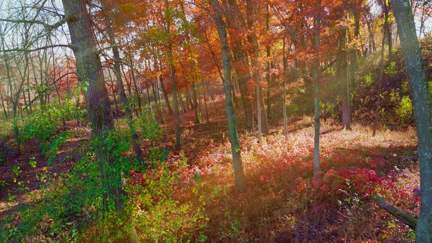 Autumn Forest Colors with Sunrays
