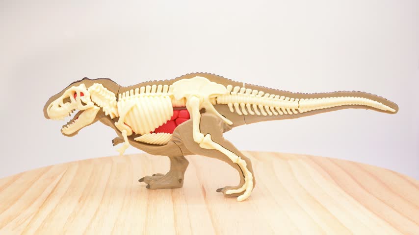 T‑rex toy model showing outer skin and exposed internal skeleton rotating