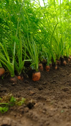 Carrot harvest in the garden. Selective focus.
