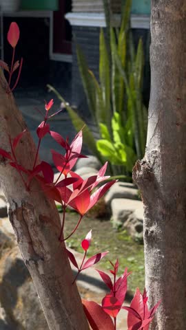 Young Green Sprout Growing from Red Shoot Tree Bark