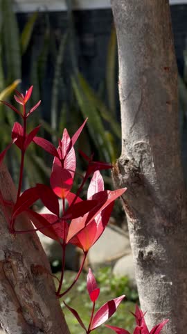 Fresh Shoot Sprouting from the Stem of a Red Shoot Tree