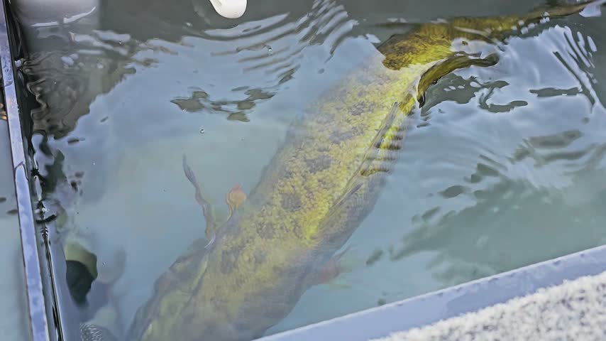 Overhead view of smallmouth bass in a bass boat live well, with red drain fitting, water reflections, gray compartment, and careful catch storage before release.