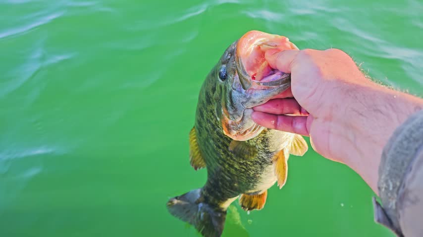 Freshly caught smallmouth bass is returned to the lake, gliding below the surface with ripples, bubbles, and angler hand above the water during a sunny fishing trip.