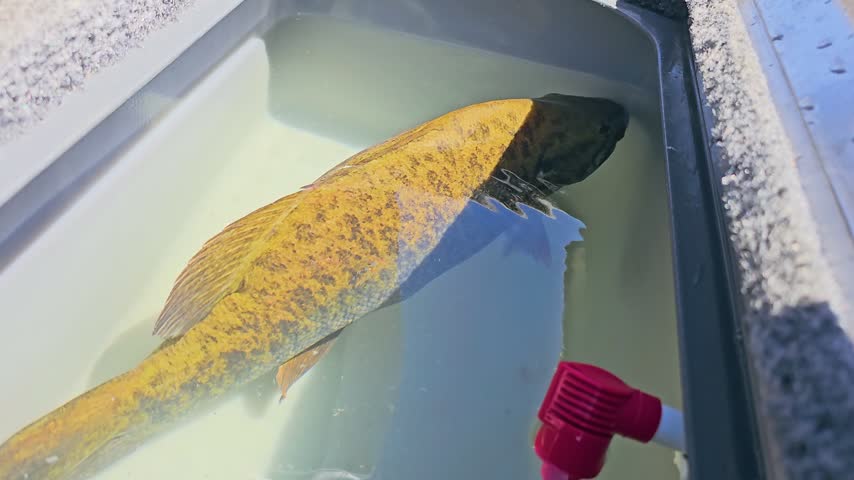 Freshly caught smallmouth bass swims in a gray boat live well, with bright water reflections, golden scales, and freshwater angler catch care on a sunny day.