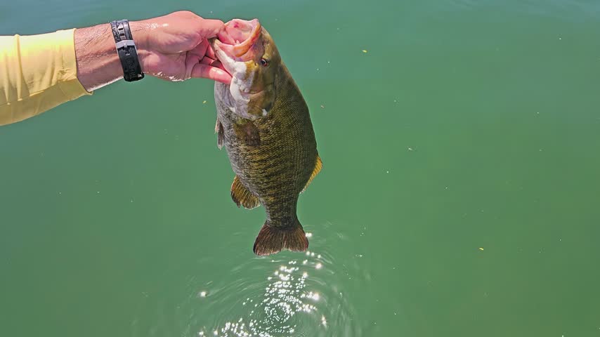 Catch and release fishing scene showing smallmouth bass returning to the lake, with angler hand, green water, bubbles, ripples, and sunny outdoor recreation.