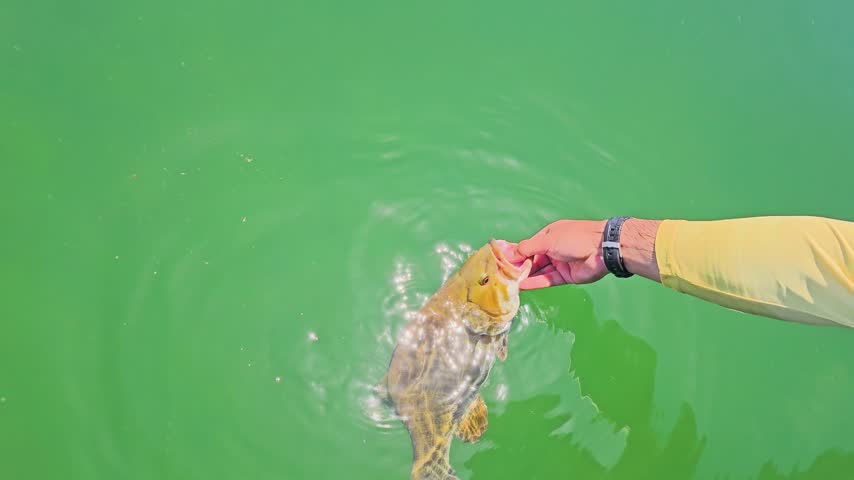 Slow motion close-up of a smallmouth bass at the surface during release, showing open mouth, moving fins, and clear green water for a responsible angling lifestyle scene.