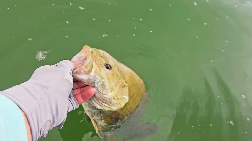 Outdoor fishing video of a slow motion bass release, featuring a smallmouth bass at the surface, subtle water rings, and gentle fish movement in a calm freshwater lake.