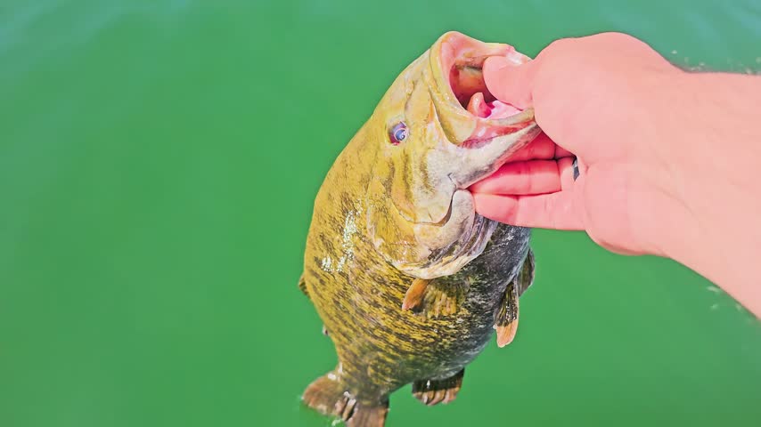 Angler lets a smallmouth bass slip back into the lake, with fish body visible under green water, surface reflections, bubbles, and catch and release sport fishing.
