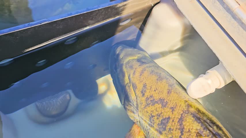 Smallmouth bass swims slowly through a boat live well, with textured gray carpet, rippling water, bright reflections, and outdoor sport fishing catch care.