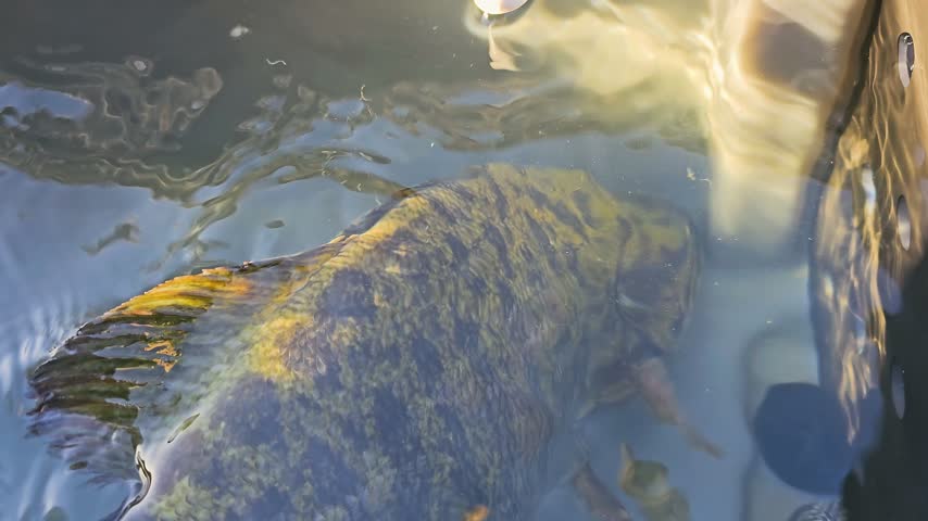 Close live well view of a smallmouth bass on a bass boat, with rippling water, red drain plug, gray carpet texture, and outdoor lake fishing atmosphere.