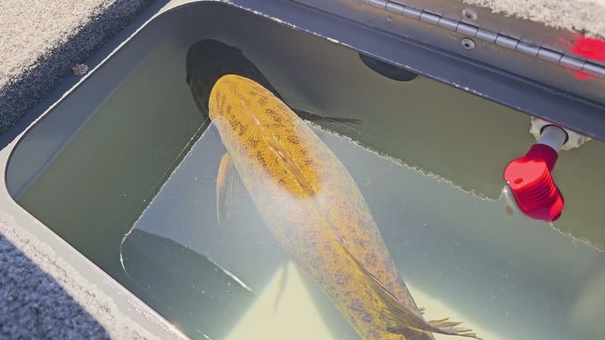 Overhead view of a single smallmouth bass inside a live well compartment, with clear water, sunlit fish detail, red plug, and bass boat hardware.