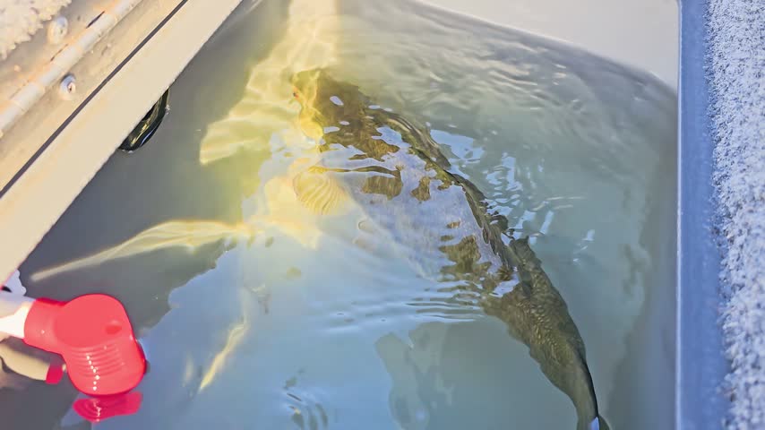 Smallmouth bass held in a bass boat live well after capture, showing golden back, water ripples, gray interior, and freshwater catch care for anglers.