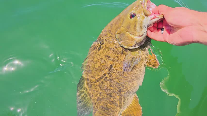Slow motion fishing release showing a smallmouth bass swimming just below the surface, with shimmering green water, gentle movement, and conservation minded angling outdoors.