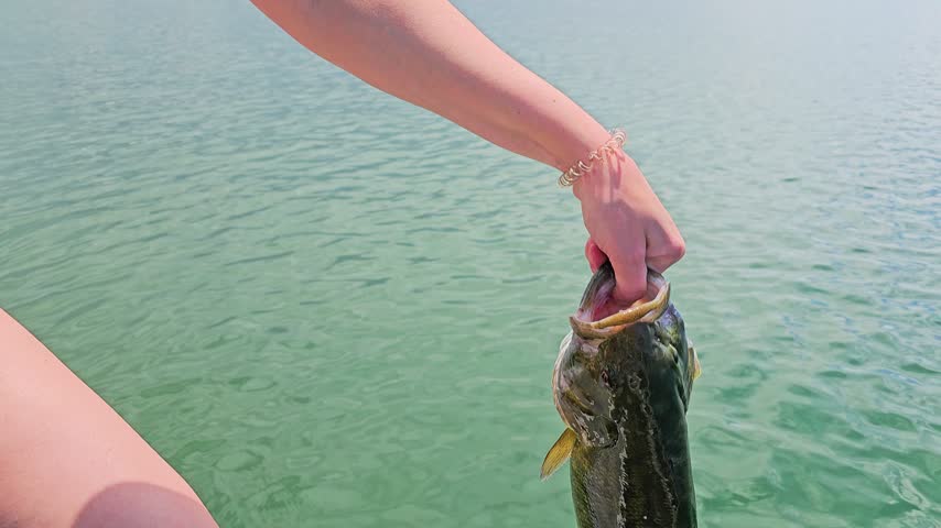 Freshly caught smallmouth bass swims free after release, leaving bubbles and ripples in clear water beside a boat during ethical freshwater angling outdoors.