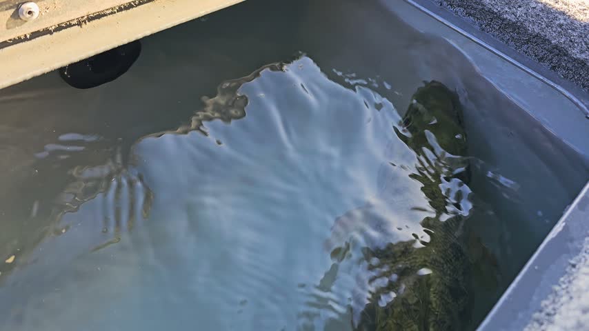 Detailed freshwater bass scene showing smallmouth bass in a live well, with gray boat compartment, red drain plug, and bright outdoor fishing conditions.