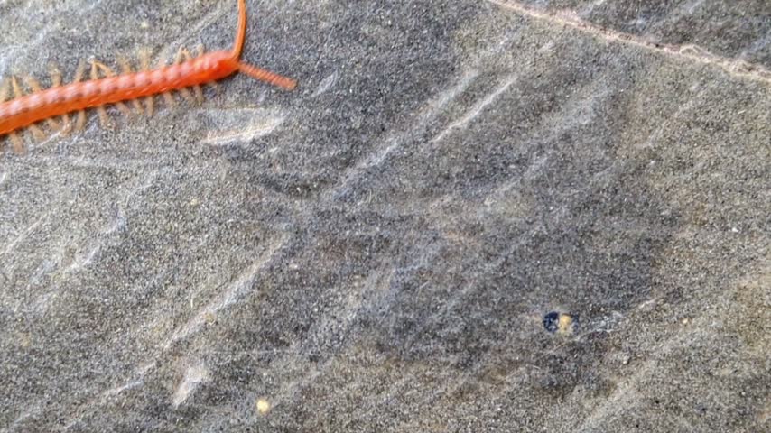 close-up of an Orphnaeus brevilabiatus centipede crawling on stone texture background