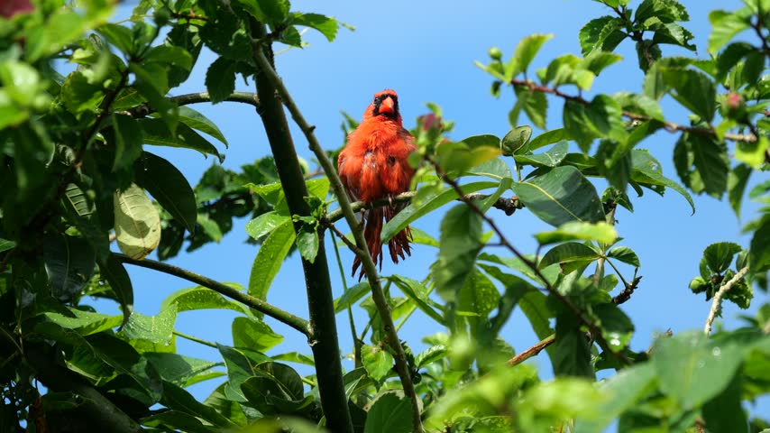 Male Northern Cardinal Perched on Wet Tree Branch After Rain on Hawaii Island