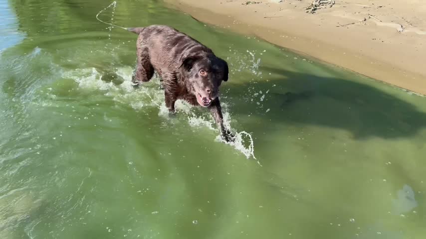 Happy Chocolate Labrador Retriever running through water, joyfully playing and swimming outdoors, creating splashes, expressing playful energy, freedom, happiness and active pet lifestyle.