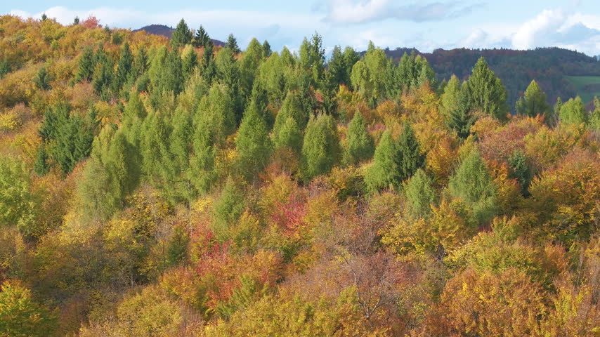 AERIAL: Colorful autumn forest spreads across rolling hills in Slovenia. Tall green conifers rise among deciduous trees turning yellow, orange and red. Vibrant textured seasonal landscape on sunny day