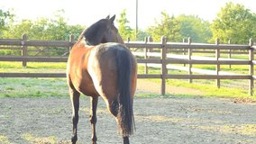 A male horse, Find similar clips in our portfolio.