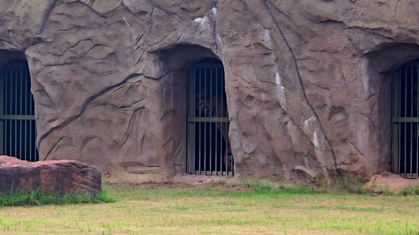 A view of two cave-like entrances fitted with heavy metal bars built into an artificial rock wall, facing a grassy field in a zoo enclosure.