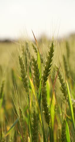 Wheat field in sunlight. Green wheat stalks sway gently in breeze. Agricultural landscape showcases growth and vitality. Nature