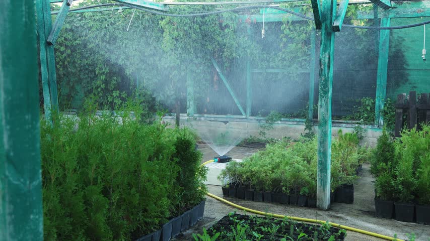 Fine water mist spraying over rows of potted conifer plants under a shaded greenhouse structure, plant nursery irrigation concept