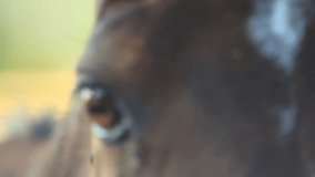A male horse, Find similar clips in our portfolio. sequence. 