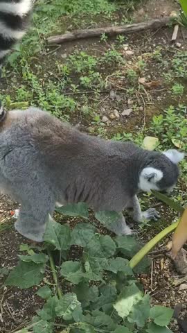 Ring tailed lemur walking on forest ground with striped tail raised among green plants