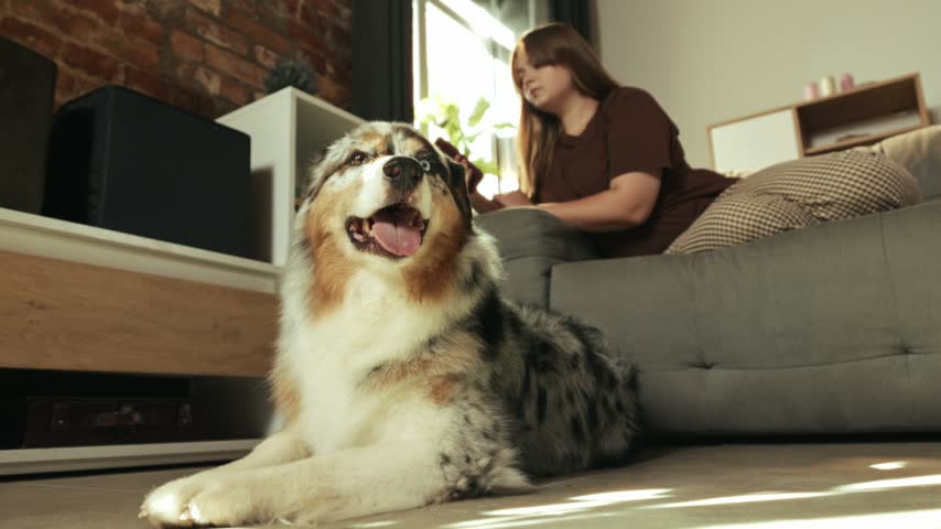 Australian Shepherd rests on floor while woman relaxes on sofa in background. Concept of pet lifestyle, home comfort, animal companionship, and indoor leisure.