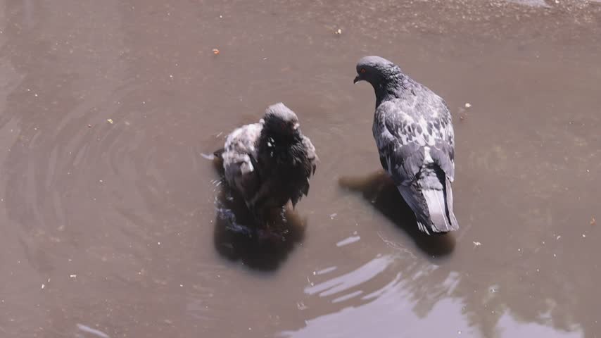 Pair of Pigeons Bathe in Puddle of Water at Street Sunny Day
