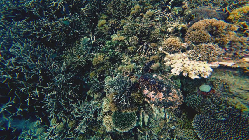 Green sea turtle swimming gracefully over tropical coral reef in clear blue ocean water