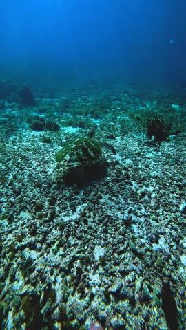 Green sea turtle swimming gracefully over tropical coral reef in clear blue ocean water