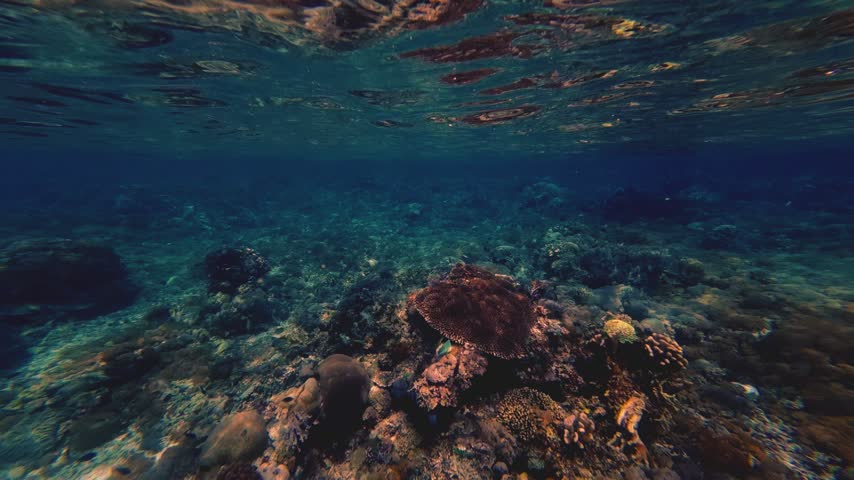 Green sea turtle swimming gracefully over tropical coral reef in clear blue ocean water