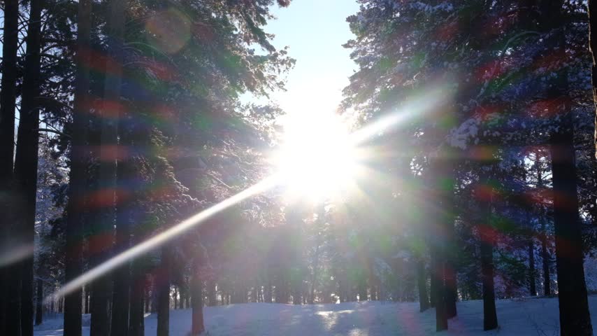 Snow covered trees in a winter landscape. Cold weather. Blizzard. Beauty in nature. Snow falling over winter landscape with pine trees and mountains. Christmas festivity and celebration